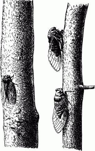 Жизнь насекомых. Рассказы энтомолога _468.jpg