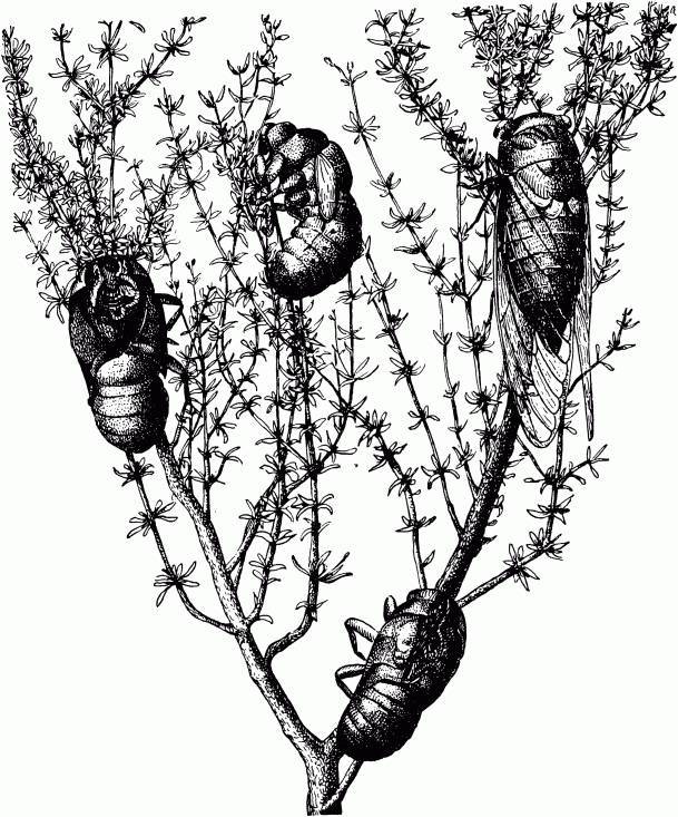 Жизнь насекомых. Рассказы энтомолога _471.jpg