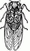 Жизнь насекомых. Рассказы энтомолога _473.jpg