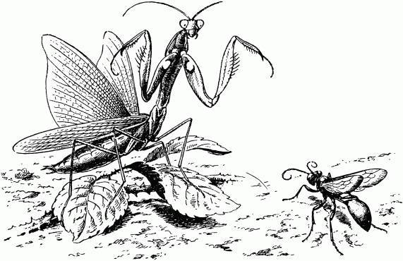 Жизнь насекомых. Рассказы энтомолога _48.jpg