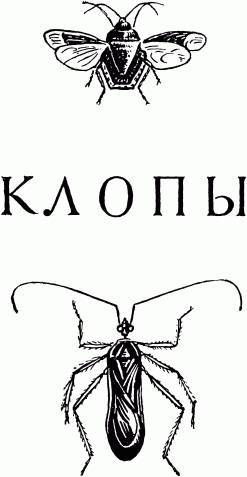 Жизнь насекомых. Рассказы энтомолога _485.jpg