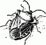 Жизнь насекомых. Рассказы энтомолога _487.jpg