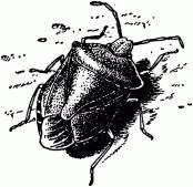 Жизнь насекомых. Рассказы энтомолога _488.jpg