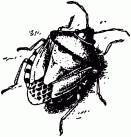 Жизнь насекомых. Рассказы энтомолога _489.jpg