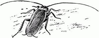 Жизнь насекомых. Рассказы энтомолога _49.jpg