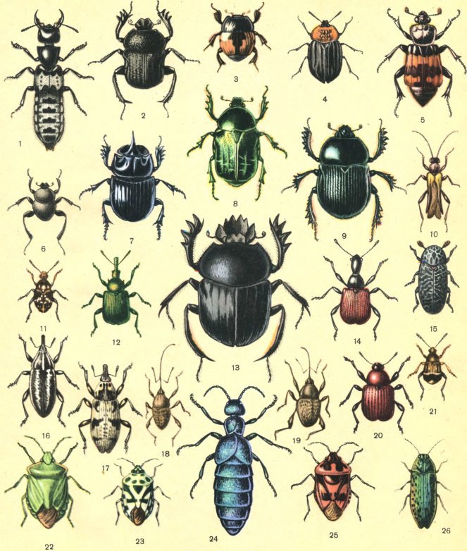 Жизнь насекомых. Рассказы энтомолога _495.jpg
