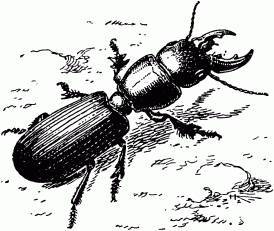 Жизнь насекомых. Рассказы энтомолога _499.jpg