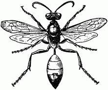 Жизнь насекомых. Рассказы энтомолога _50.jpg