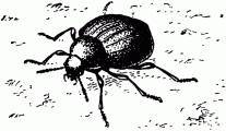 Жизнь насекомых. Рассказы энтомолога _504.jpg