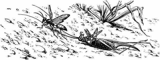 Жизнь насекомых. Рассказы энтомолога _51.jpg