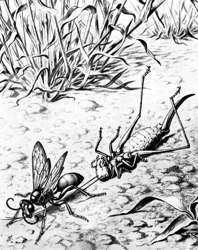 Жизнь насекомых. Рассказы энтомолога _52.jpg