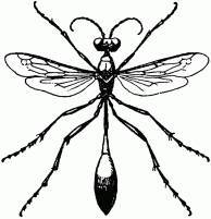 Жизнь насекомых. Рассказы энтомолога _56.jpg