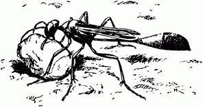 Жизнь насекомых. Рассказы энтомолога _58.jpg