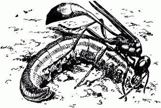 Жизнь насекомых. Рассказы энтомолога _64.jpg