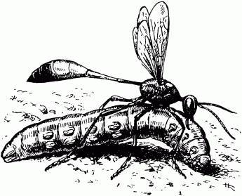 Жизнь насекомых. Рассказы энтомолога _66.jpg
