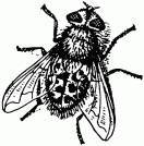Жизнь насекомых. Рассказы энтомолога _77.jpg