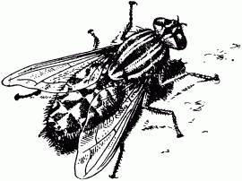 Жизнь насекомых. Рассказы энтомолога _80.jpg