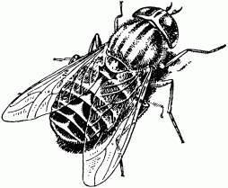 Жизнь насекомых. Рассказы энтомолога _81.jpg