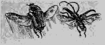 В стране насекомых. Записки и зарисовки энтомолога и художника i_15.jpg