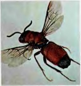 В стране насекомых. Записки и зарисовки энтомолога и художника i_20.jpg