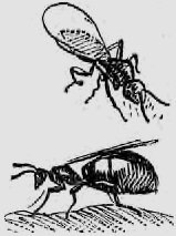 В стране насекомых. Записки и зарисовки энтомолога и художника i_83.jpg