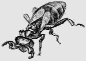В стране насекомых. Записки и зарисовки энтомолога и художника i_86.jpg