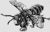 В стране насекомых. Записки и зарисовки энтомолога и художника i_92.jpg