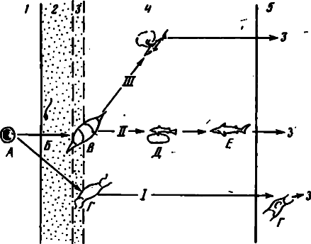 Акулы. Мифы и реальность image28.png