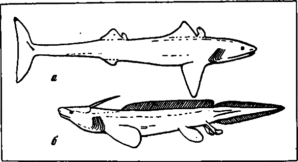 Акулы. Мифы и реальность image5.png