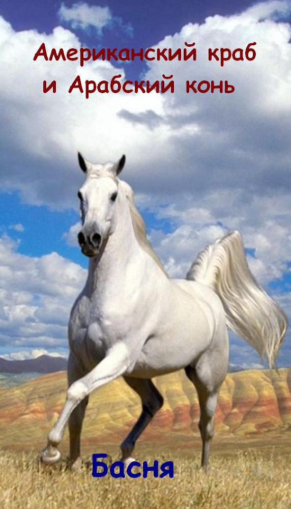 Американский краб и Арабский конь horse.jpg