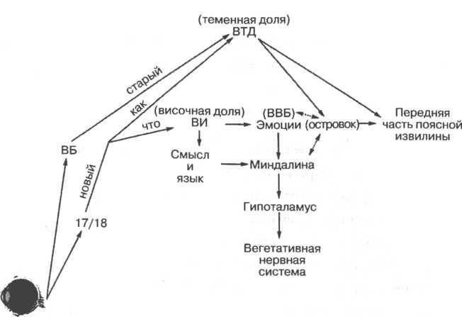 Мозг рассказывает.Что делает нас людьми _45.jpg