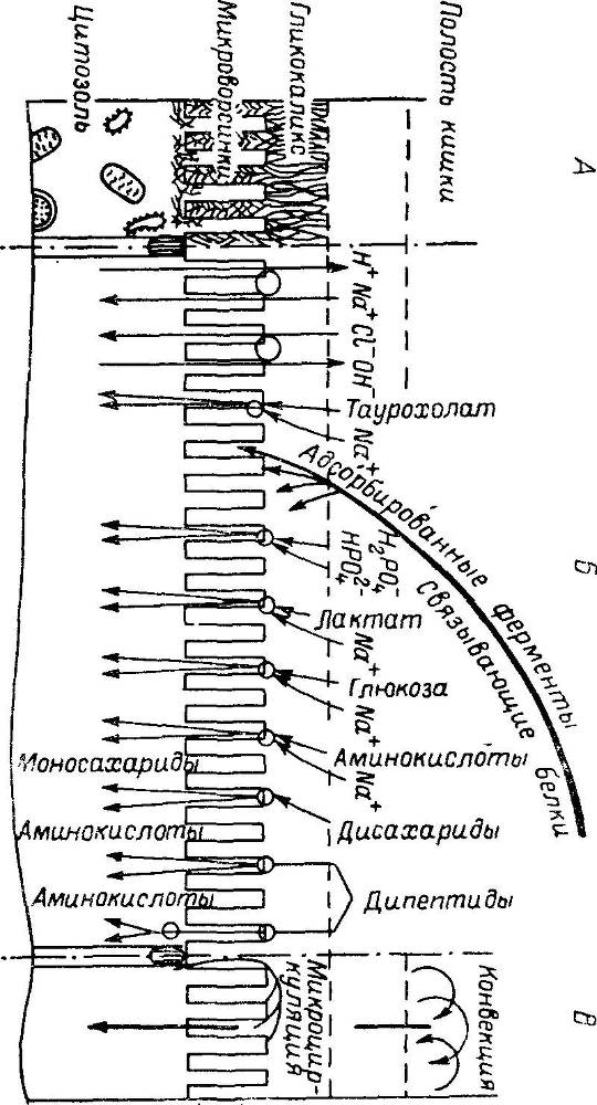 Естественные технологии биологических систем _14.jpg