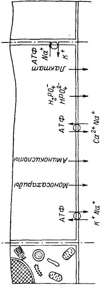 Естественные технологии биологических систем _15.jpg