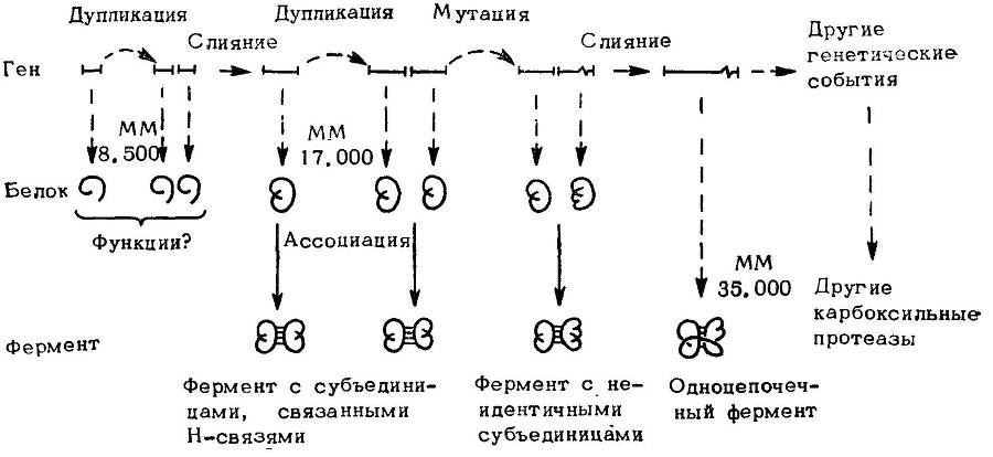 Естественные технологии биологических систем _45.jpg