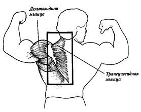 Новая энциклопедия бодибилдинга. Кн.3. Упражнения _02.jpg