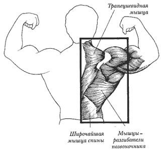 Новая энциклопедия бодибилдинга. Кн.3. Упражнения _139.jpg