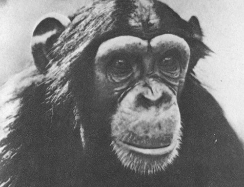 Шимпанзе горы Ассерик i_027.jpg