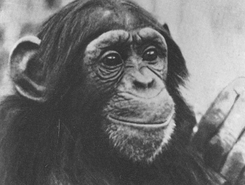 Шимпанзе горы Ассерик i_033.jpg