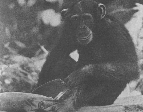 Шимпанзе горы Ассерик i_044.jpg