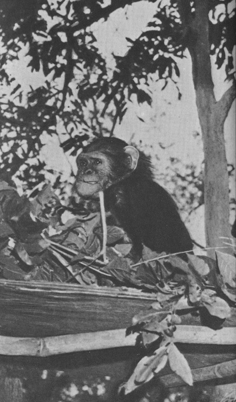 Шимпанзе горы Ассерик i_046.jpg
