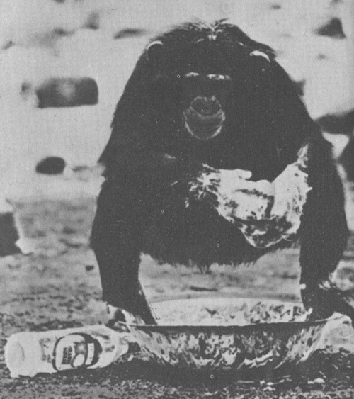 Шимпанзе горы Ассерик i_049.jpg