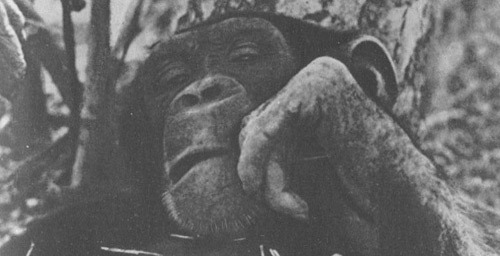 Шимпанзе горы Ассерик i_050.jpg
