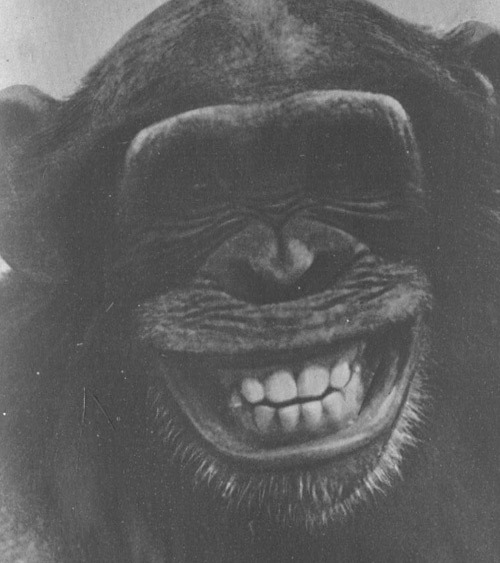 Шимпанзе горы Ассерик i_051.jpg