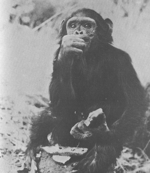 Шимпанзе горы Ассерик i_058.jpg
