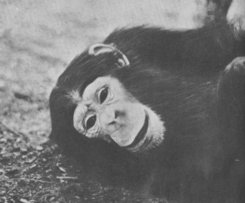 Шимпанзе горы Ассерик i_060.jpg