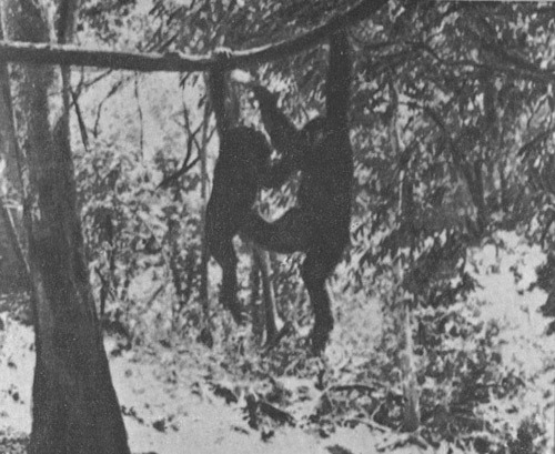 Шимпанзе горы Ассерик i_067.jpg