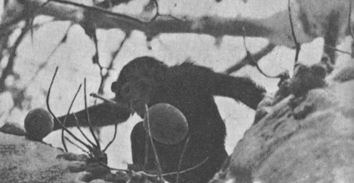 Шимпанзе горы Ассерик i_073.jpg