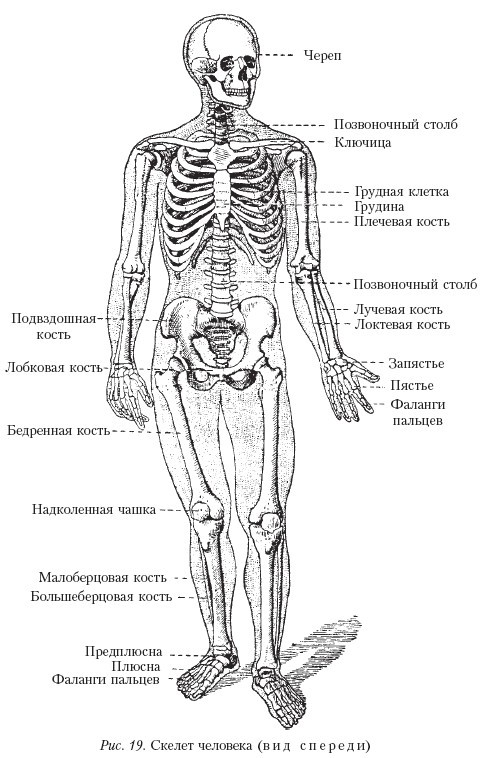 Самоучитель массажа. _19.jpg