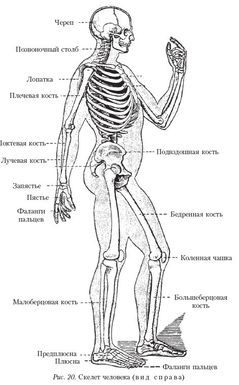 Самоучитель массажа. _20.jpg