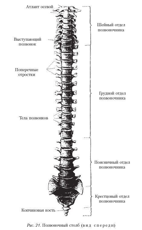 Самоучитель массажа. _21.jpg